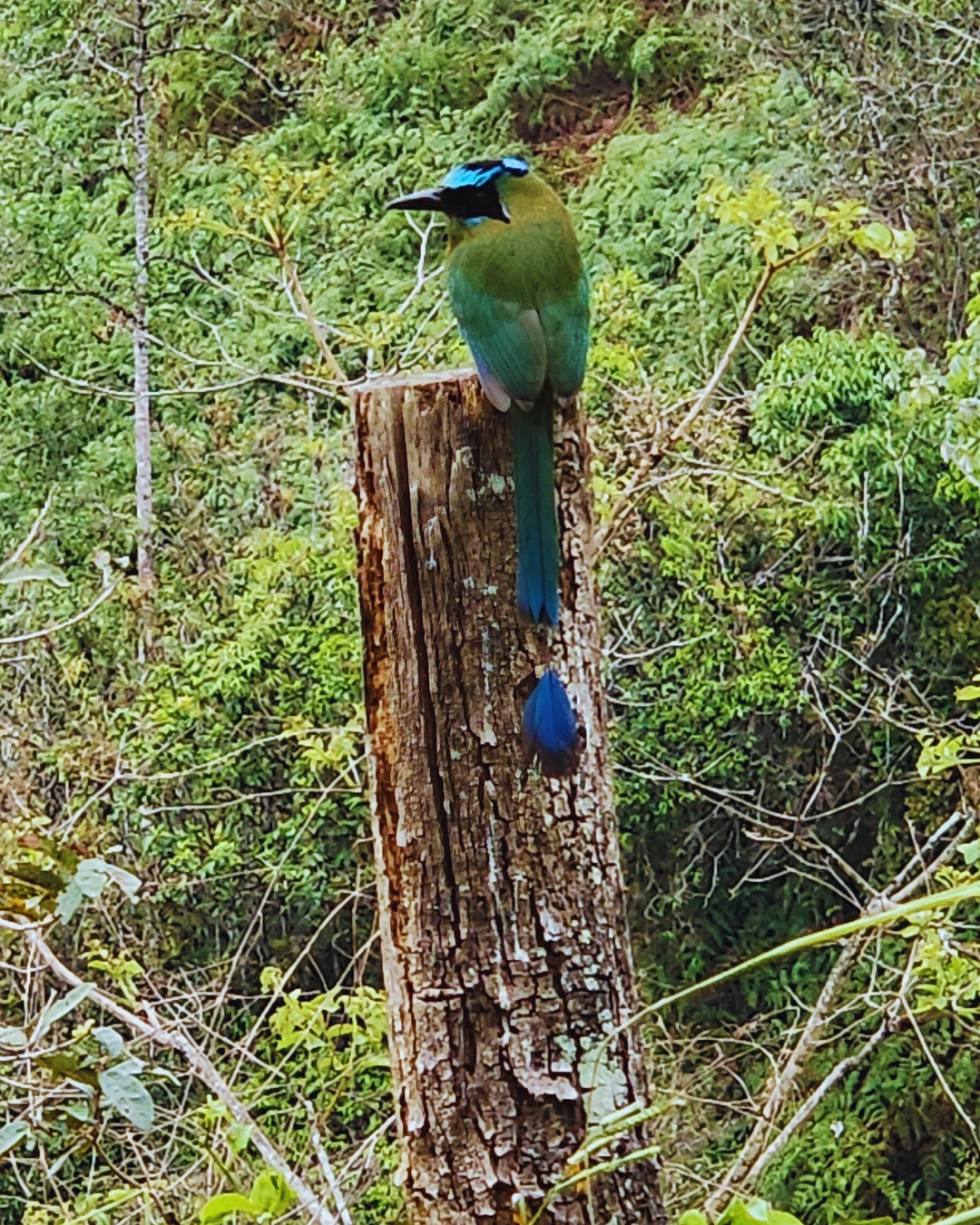 Cafetal ecuatoriano cultivado bajo sombra