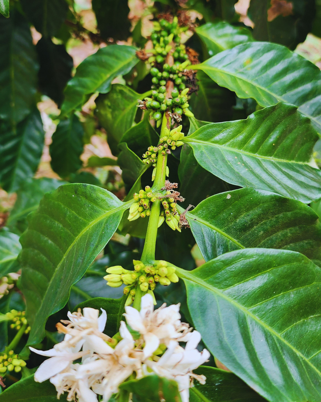 Flor del café en una finca de Loja, Ecuador