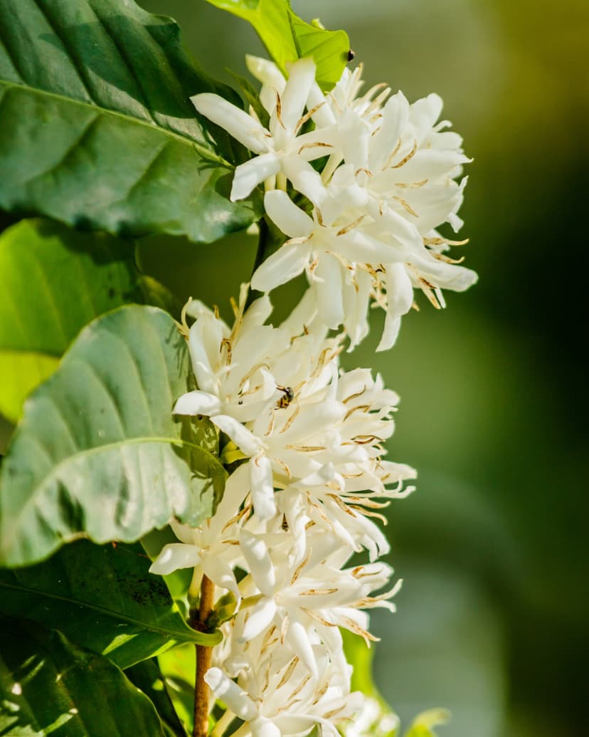 Flor del café